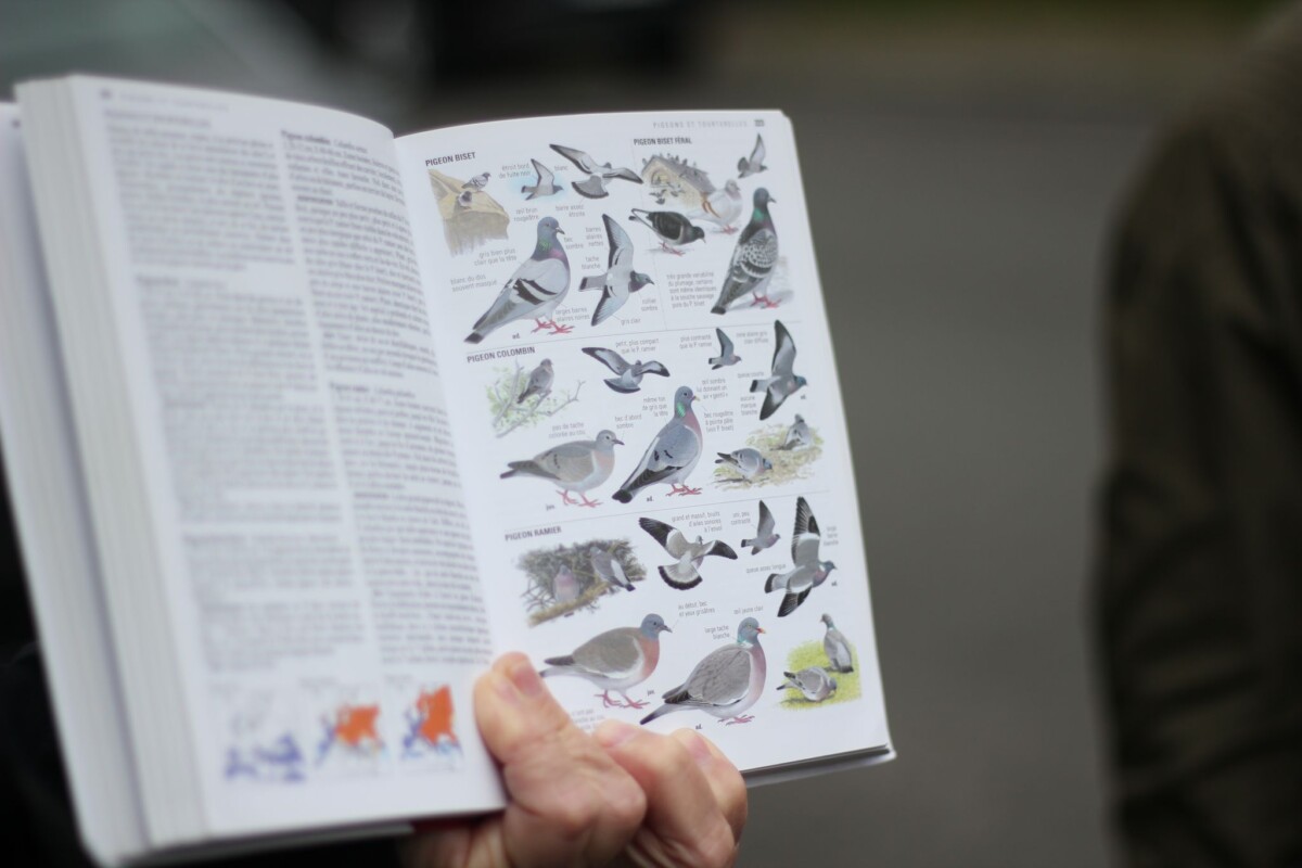 Je bekijkt nu Vogels kijken bij de Moderne Wijk: Bewustwording van stedelijke biodiversiteit